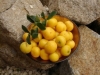 Kei Apple, Keiappel, umkokola, amaqokolo - Dovyalis caffra