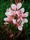 Butterfly Gaura - Gaura hybrids