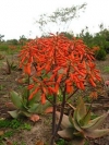 Coral Aloe, Blouaalwyn - Aloe striata