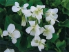 Sweet Violet - Viola odorata