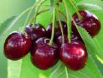 Cherry Sweet - Prunus avium