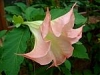 Moonflower - Brugmansia