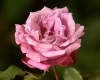 Mauve Melodee
