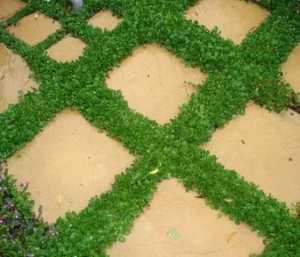 Tips on selecting groundcovers to plant between pavers
