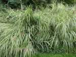 Silver Maiden Grass - Miscanthus sinensis variegata