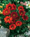 Gazania, Treasure Flower, Terracotta Gazania, Botterblom, ububendle, Ubendle - Gazania