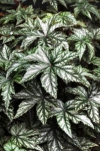 Begonia &#039;Gryphon&#039; - Begonia hybrida &#039;Gryphon&#039;