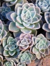 Rock Rose, White Mexican Rose - Echeveria elegans