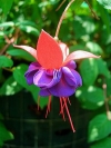 Fuchsia (Fuchsia x hybrid)