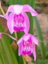 Chinese Ground Orchid - Bletilla striata