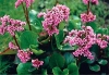 Heartleaf Bergenia - Bergenia cordifolia